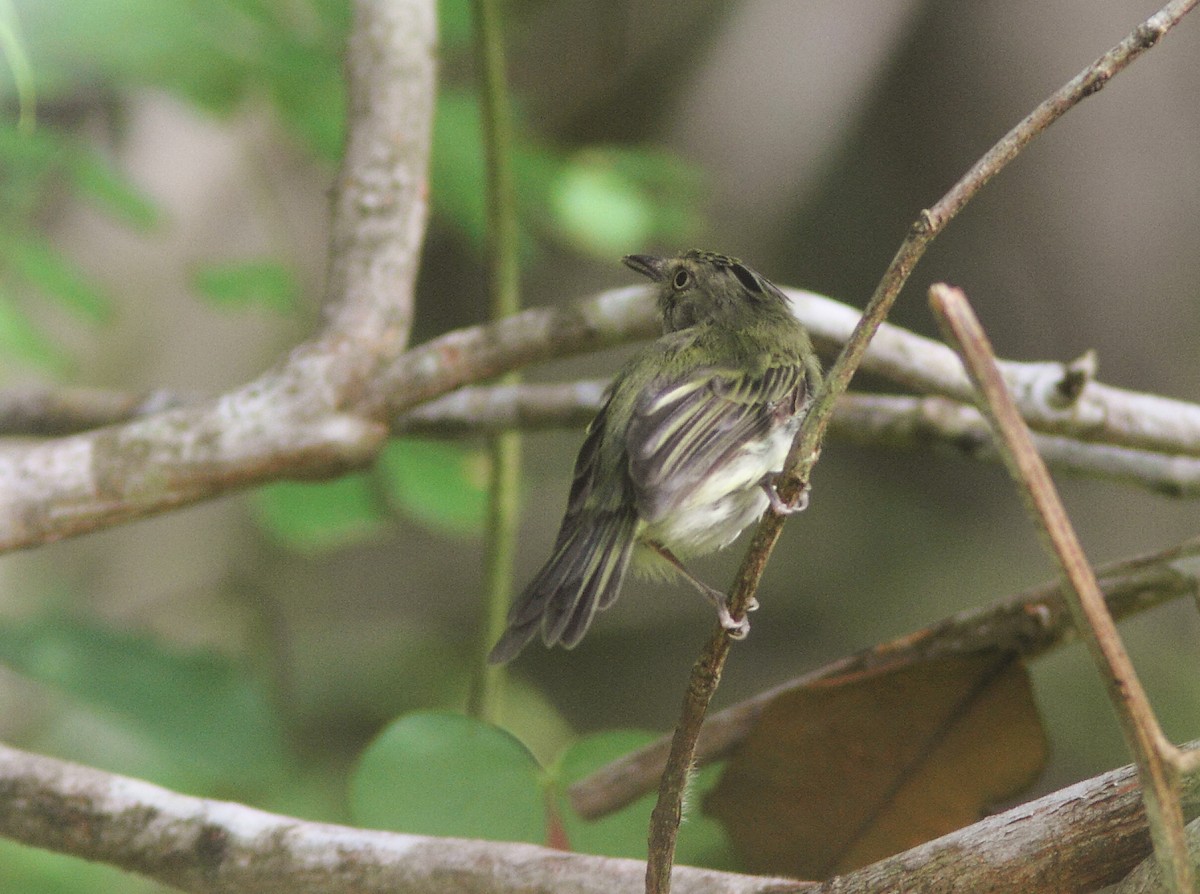 Helmeted Pygmy-Tyrant - ML252638771