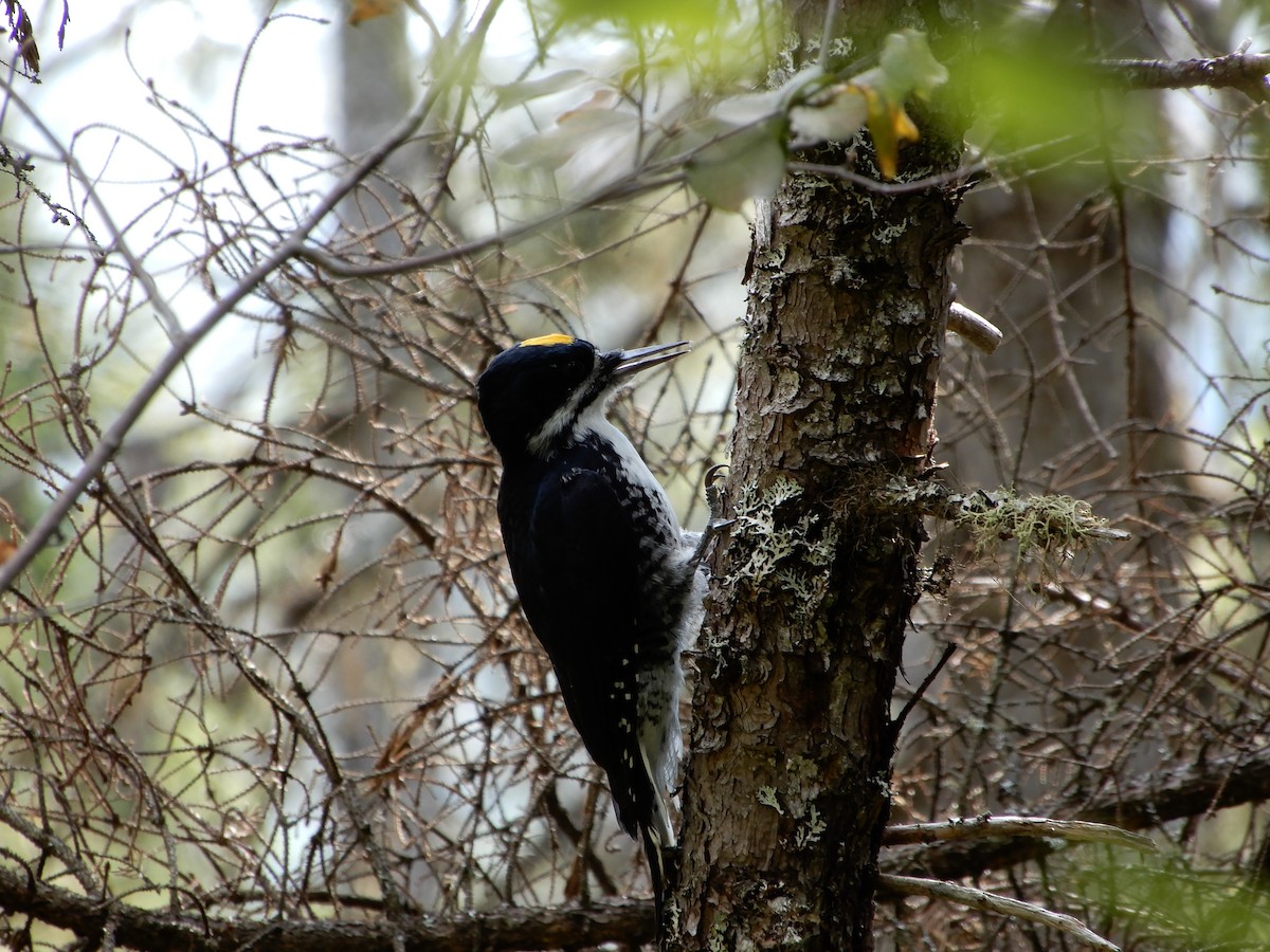 Black-backed Woodpecker - Avery Fish