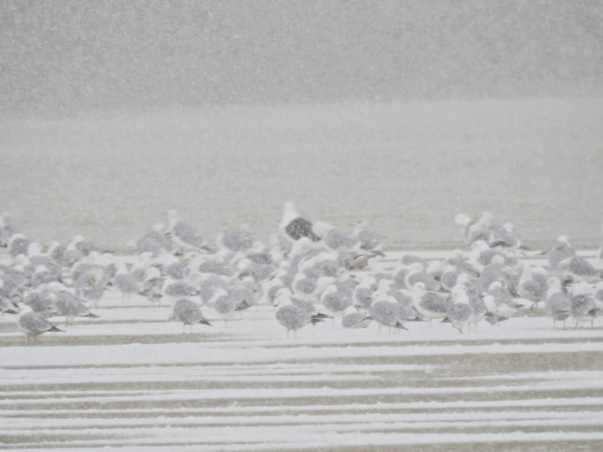 Great Black-backed Gull - Terri Christy