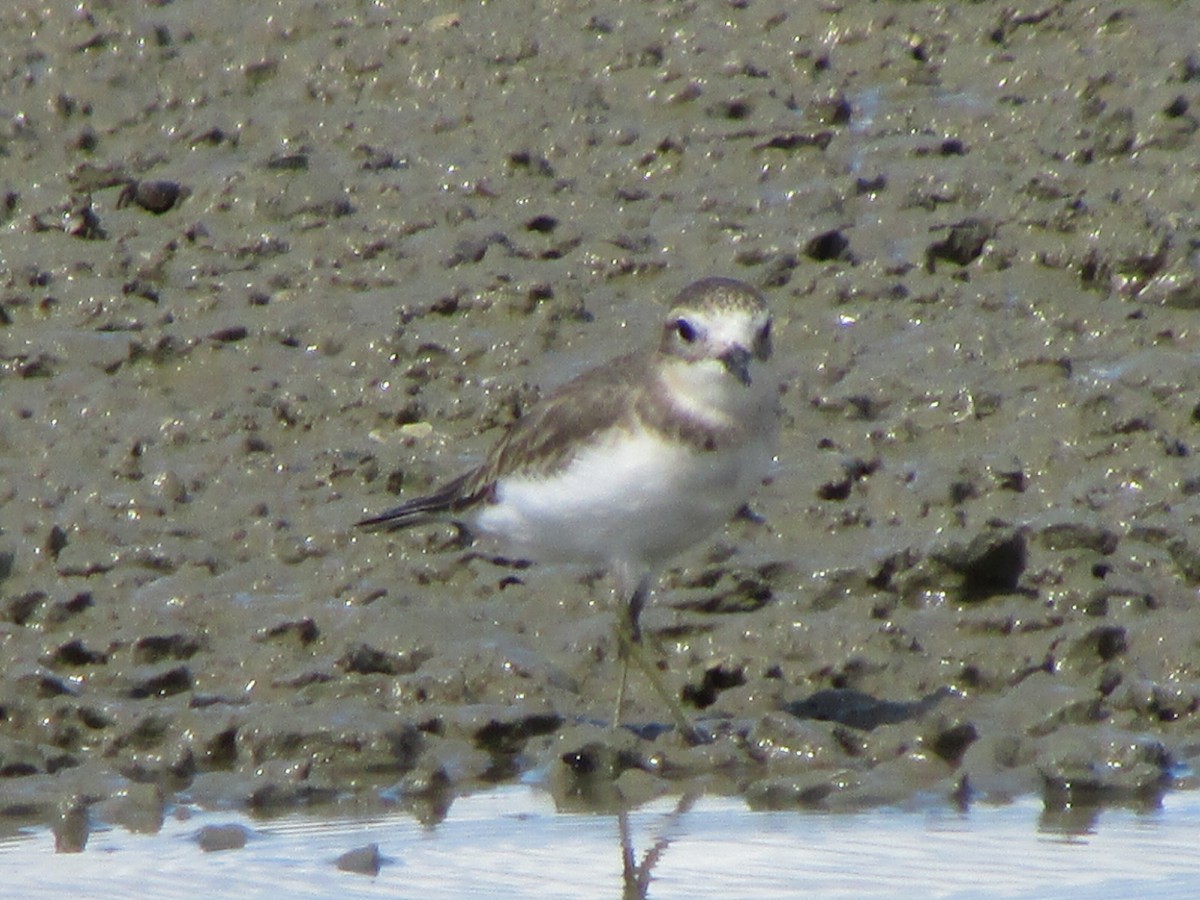 Double-banded Plover - ML252639071