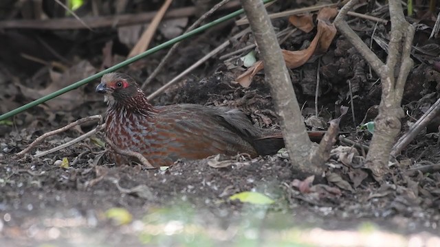 Buffy-crowned Wood-Partridge - ML252639961