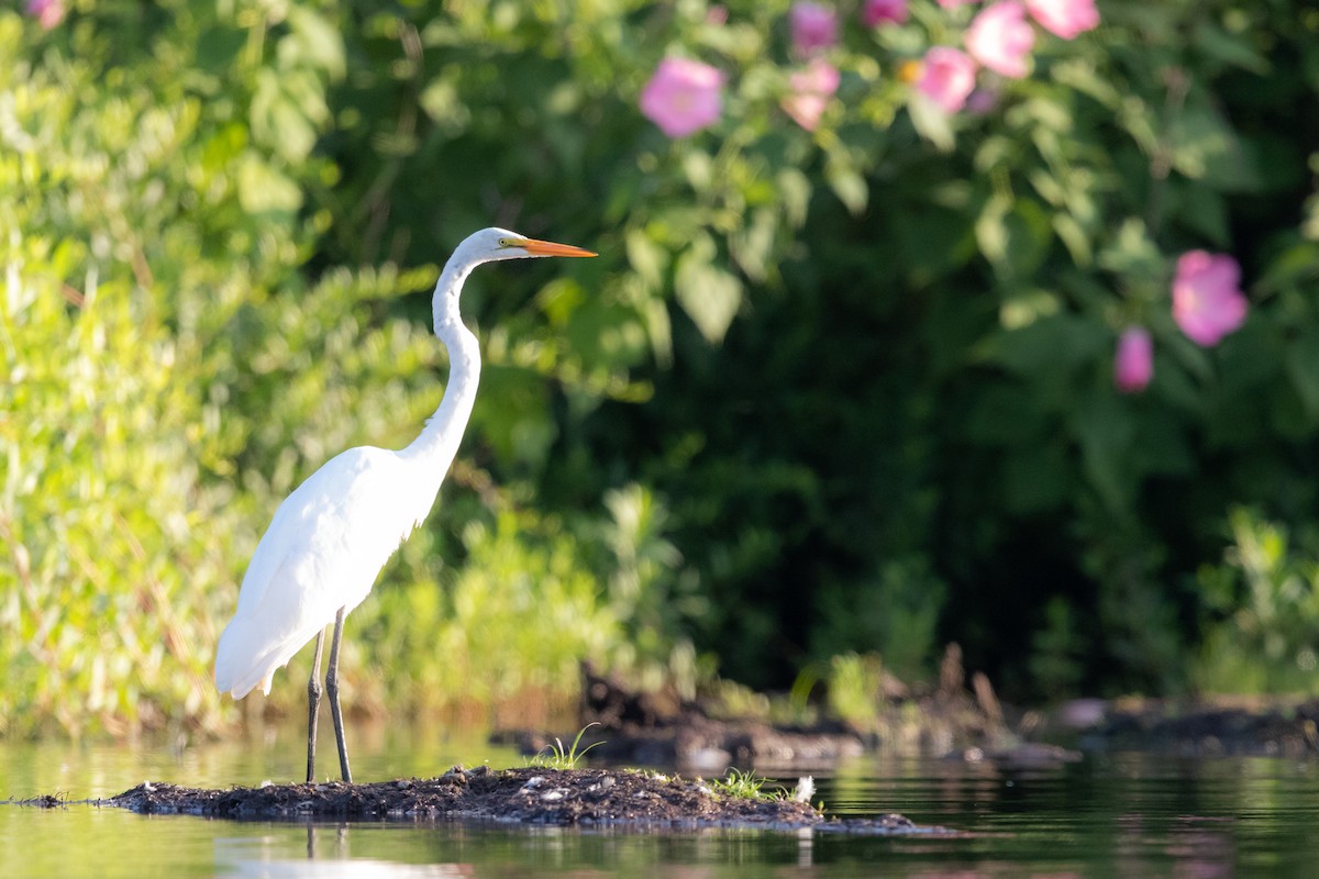 Great Egret - Brad Imhoff