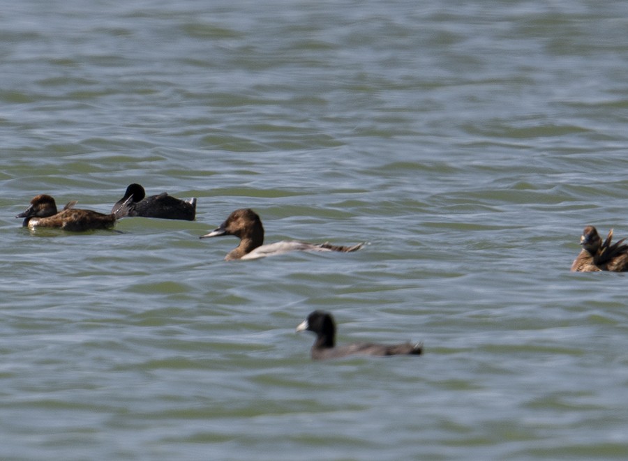 Canvasback - ML252643631