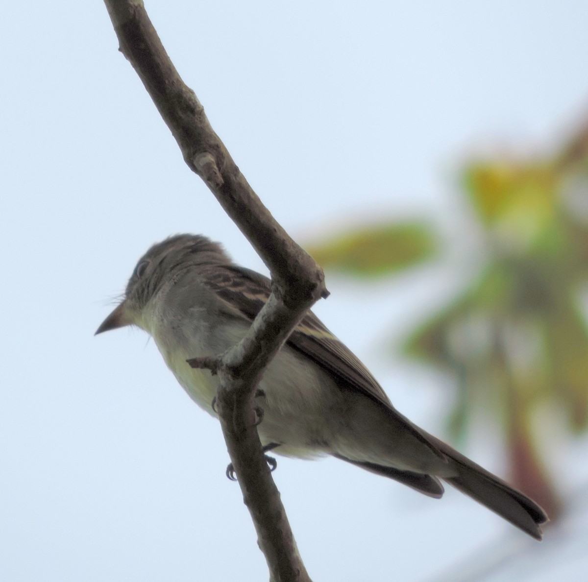 Eastern Wood-Pewee - ML252644451