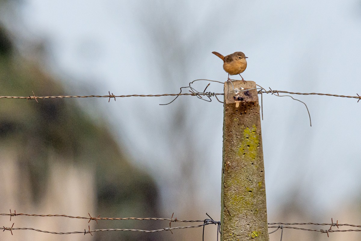 House Wren - ML252645071