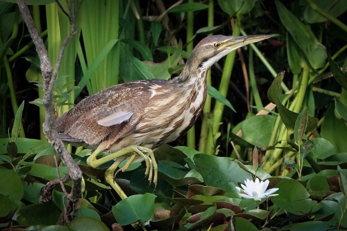 American Bittern - ML252647371