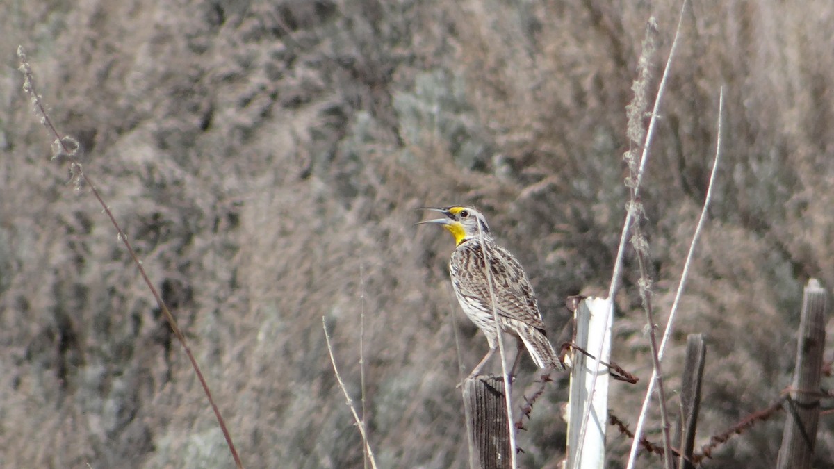 Western Meadowlark - ML25264871