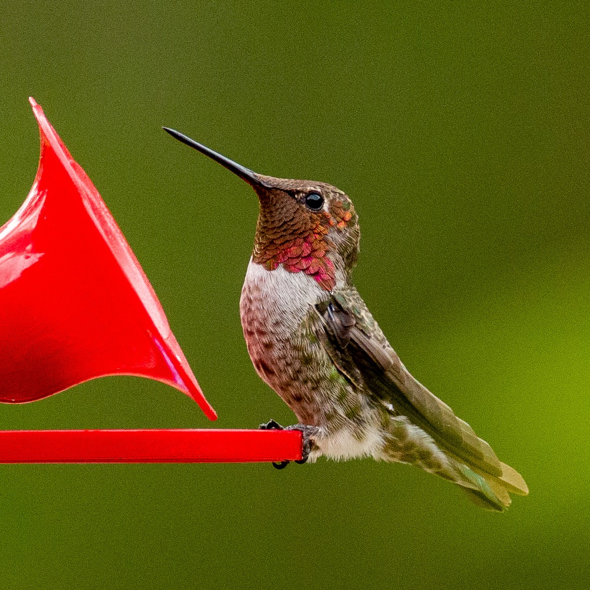 Colibrí de Anna - ML252649271