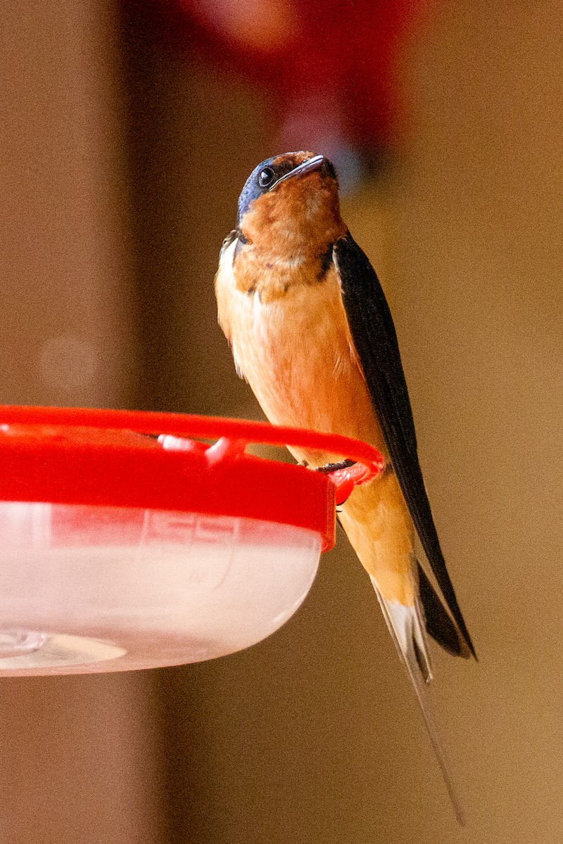 Barn Swallow - ML252650501