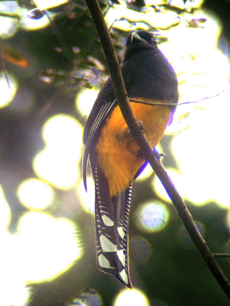 Trogon à queue blanche - ML252652021