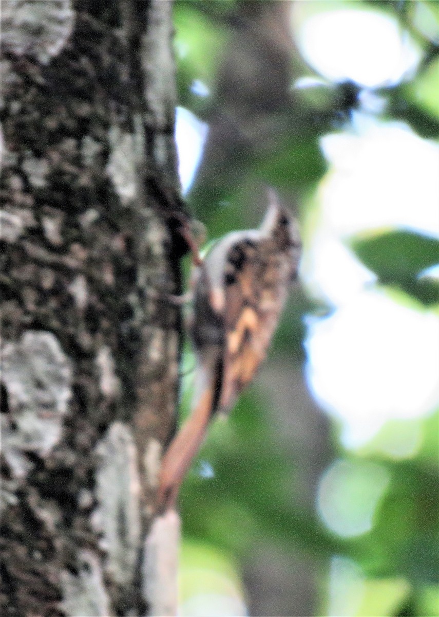 Eurasian Treecreeper - Carmelo de Dios