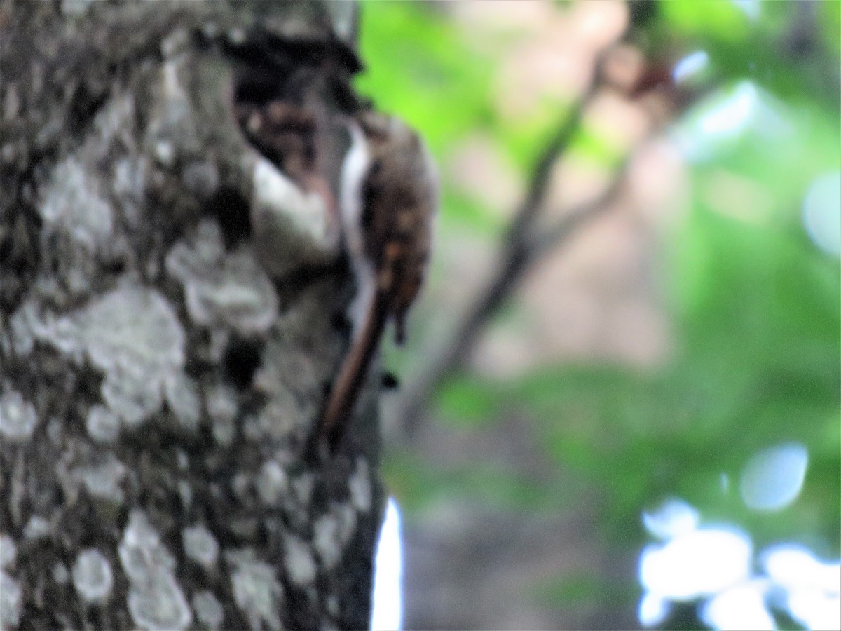 Eurasian Treecreeper - Carmelo de Dios