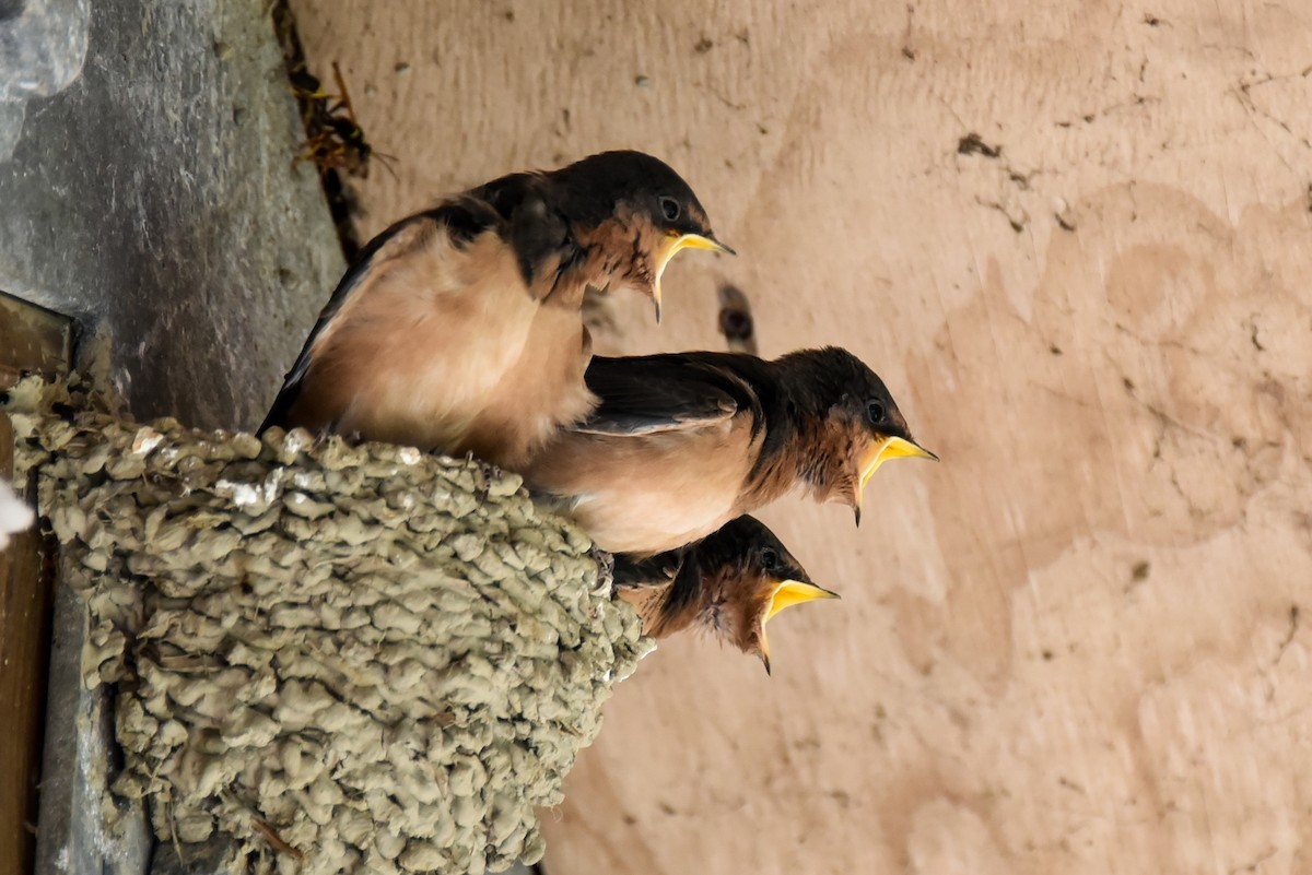 Barn Swallow - Maryse Neukomm