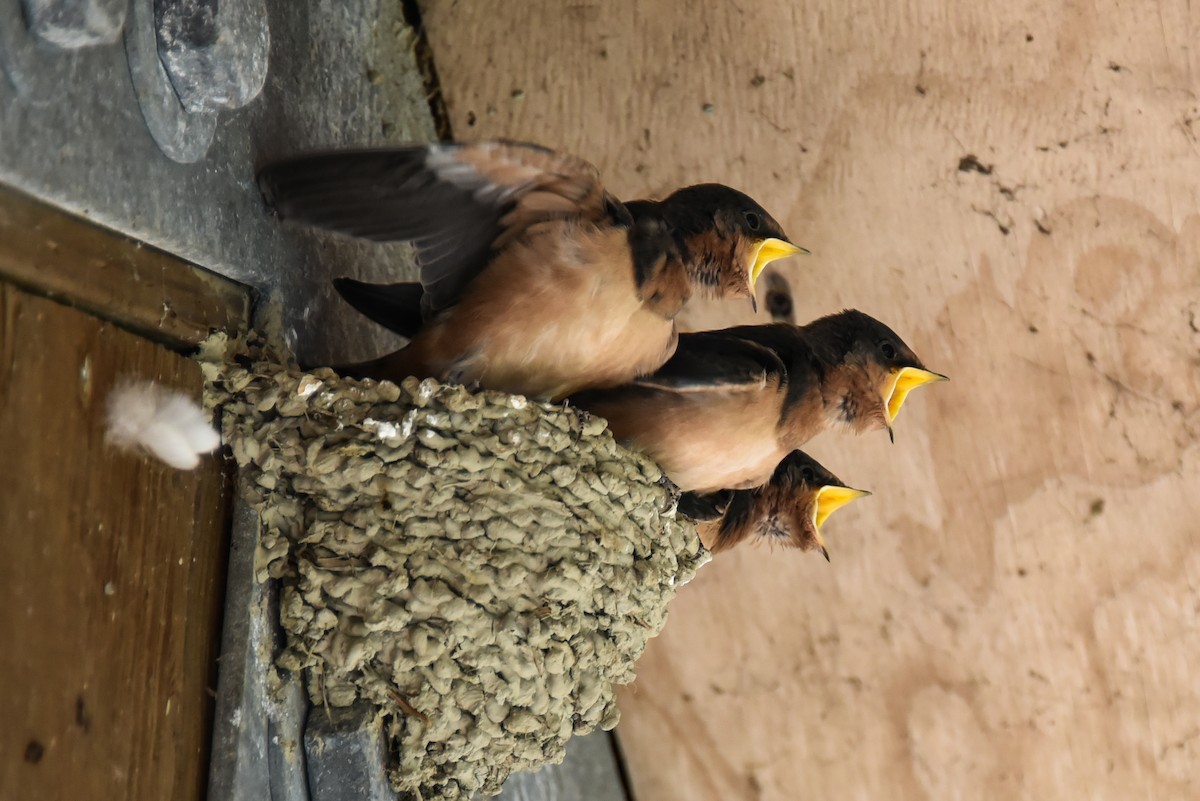 Barn Swallow - Maryse Neukomm