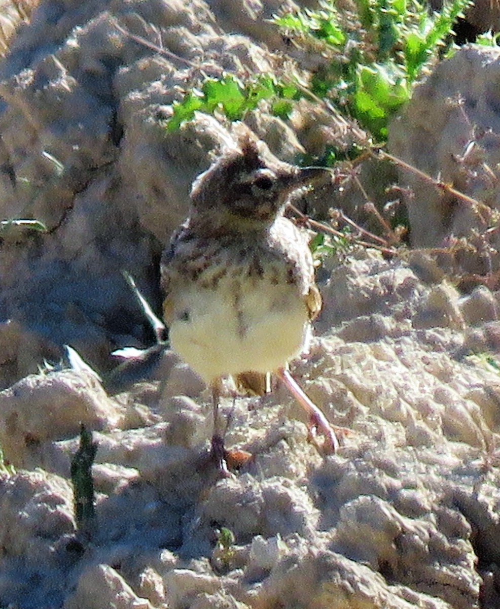 Crested Lark - ML252654891