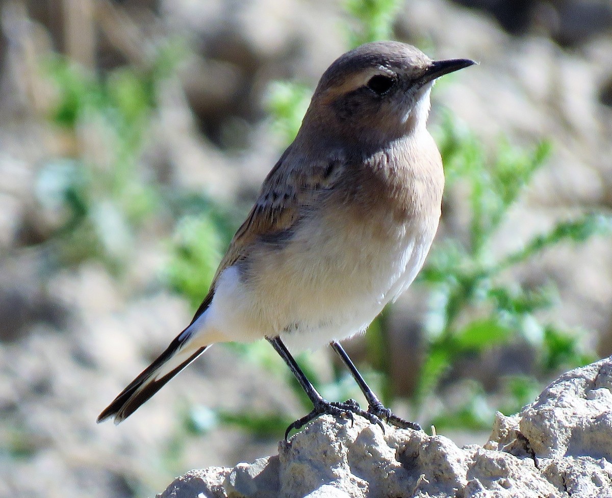 Western Black-eared Wheatear - ML252655081