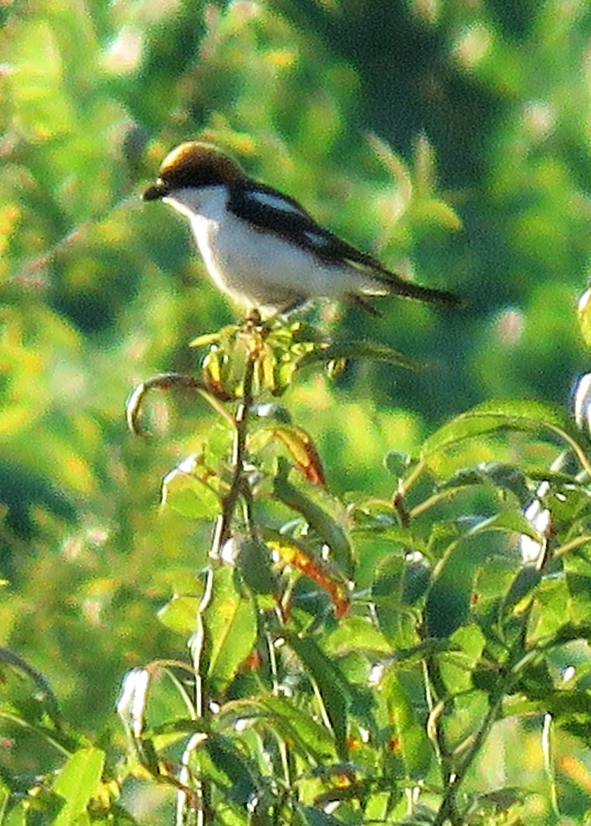 Woodchat Shrike - ML252655241