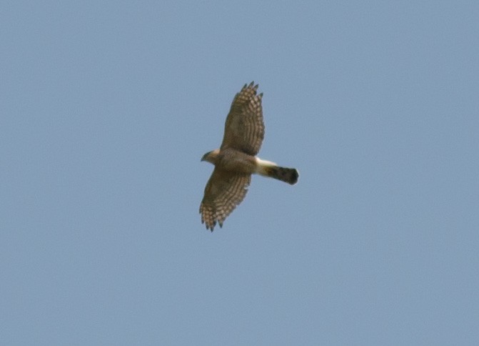 Cooper's Hawk - ML252656031