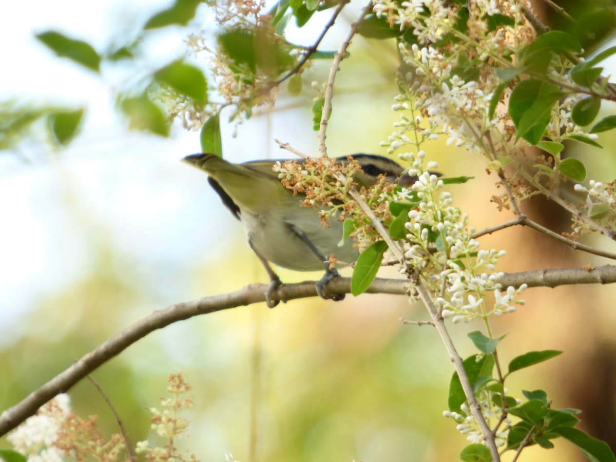 brunøyevireo - ML252657591