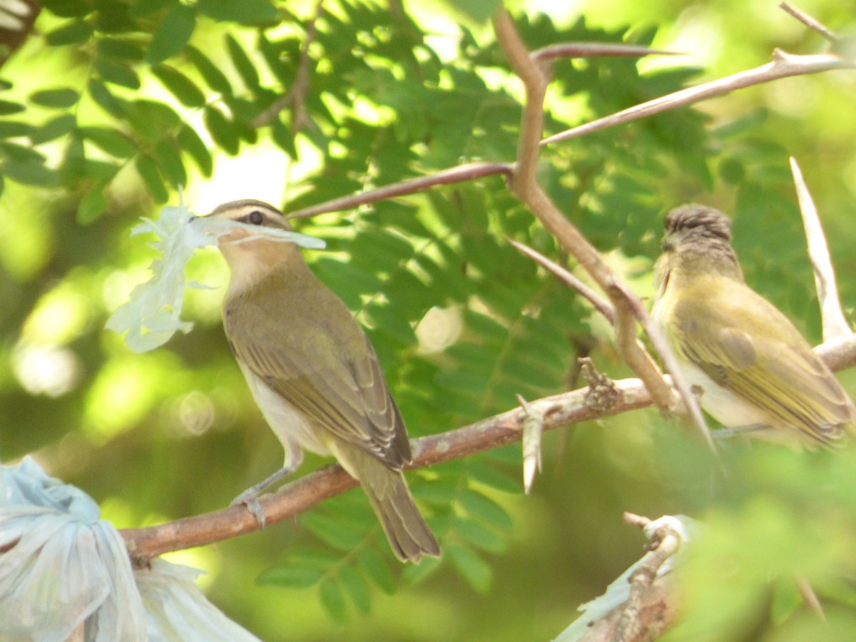 Chivi Vireo - Lorena Tucholke