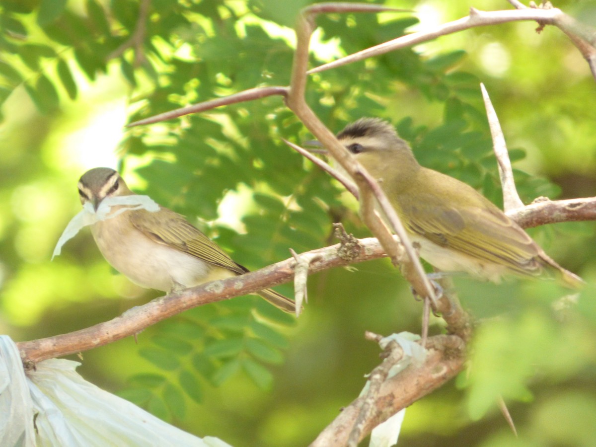 Chivi Vireo - Lorena Tucholke