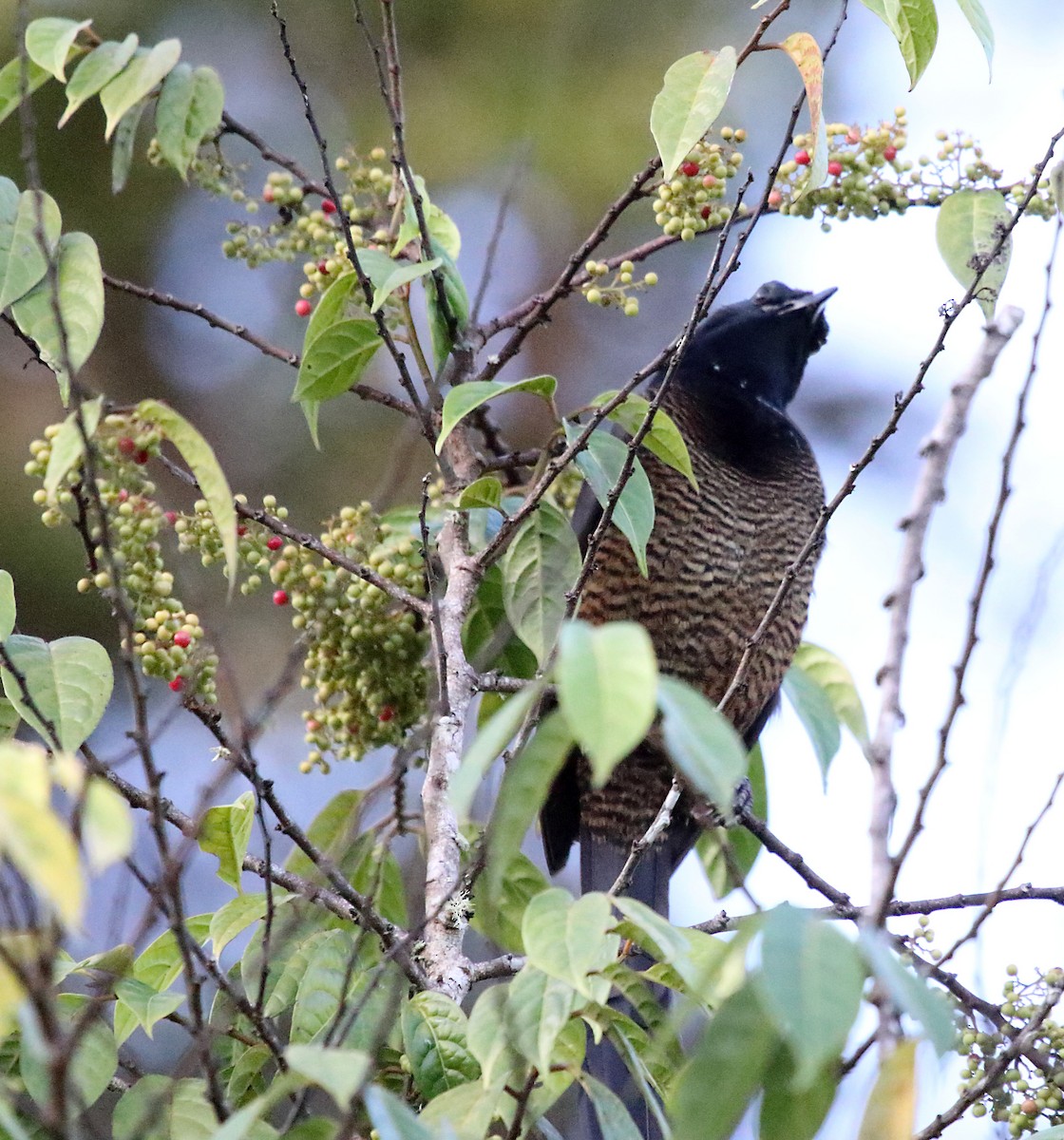 Lawes's Parotia - ML252658011