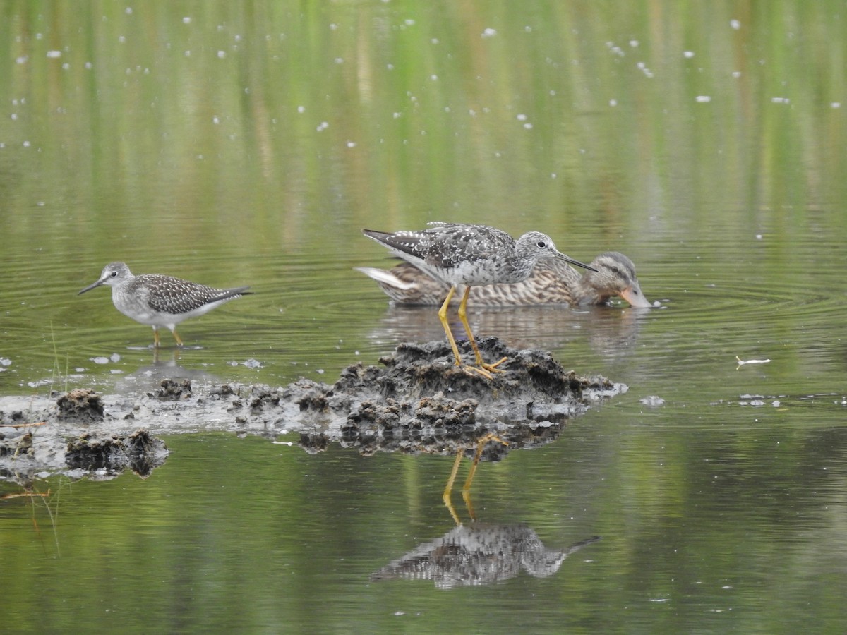 Lesser Yellowlegs - ML252659091