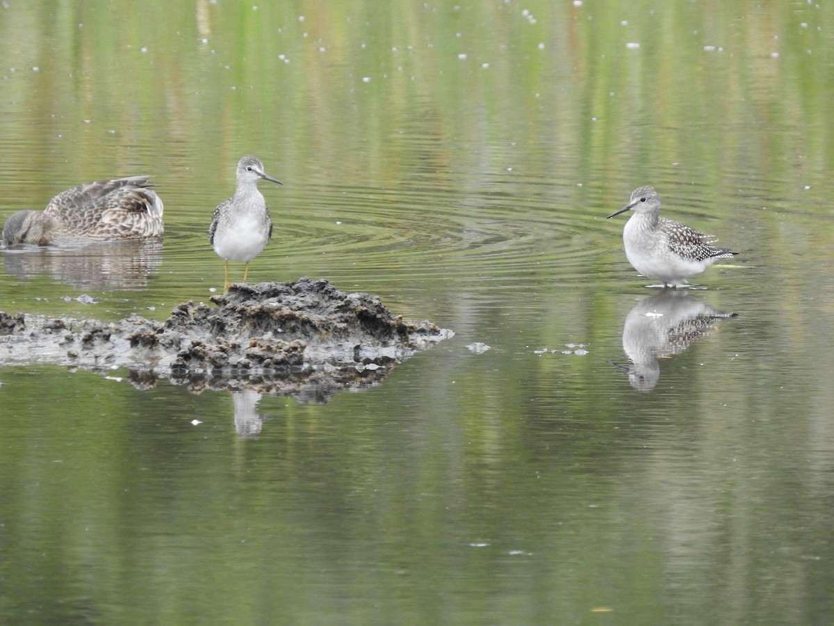 Lesser Yellowlegs - ML252659111