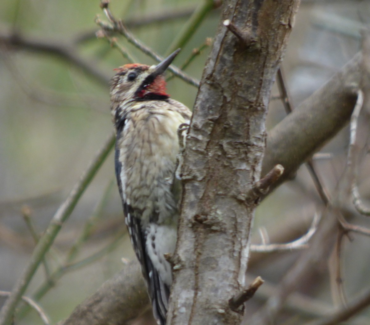 Yellow-bellied Sapsucker - Rosemary Seidler