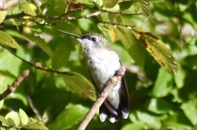 Ruby-throated Hummingbird - Jason C. Martin
