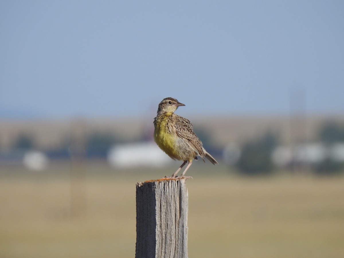 Western Meadowlark - ML252662661