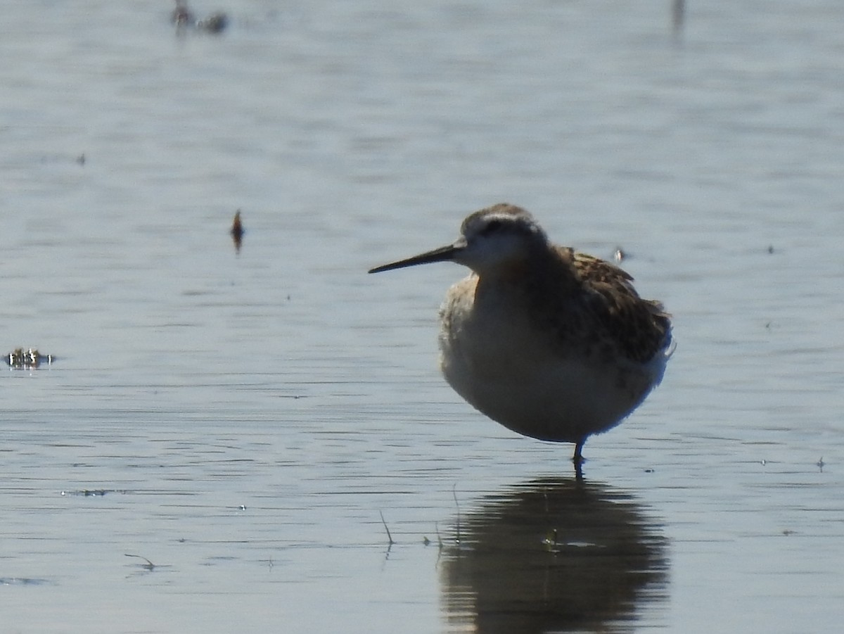 hvithalesvømmesnipe - ML252662811