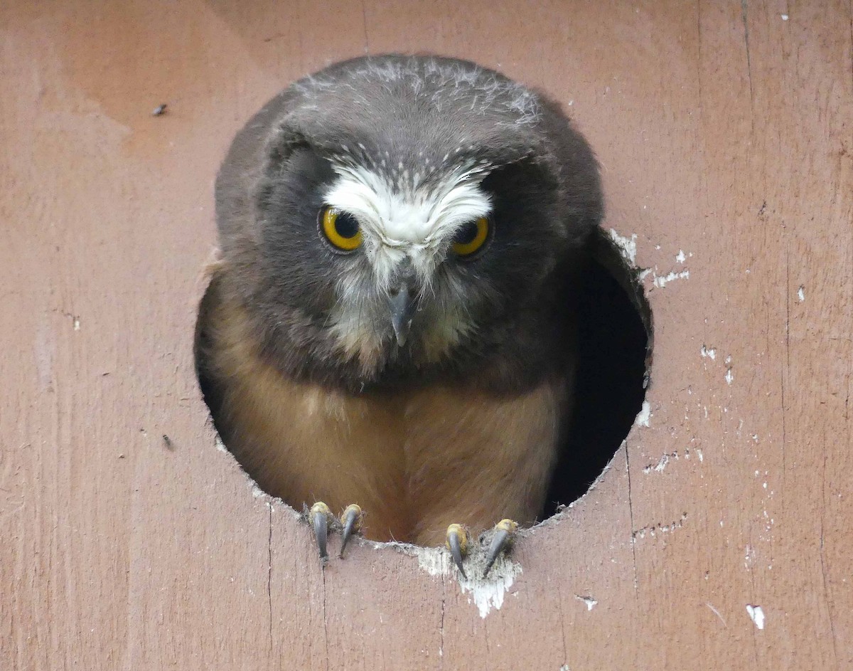 Northern Saw-whet Owl - ML252663301