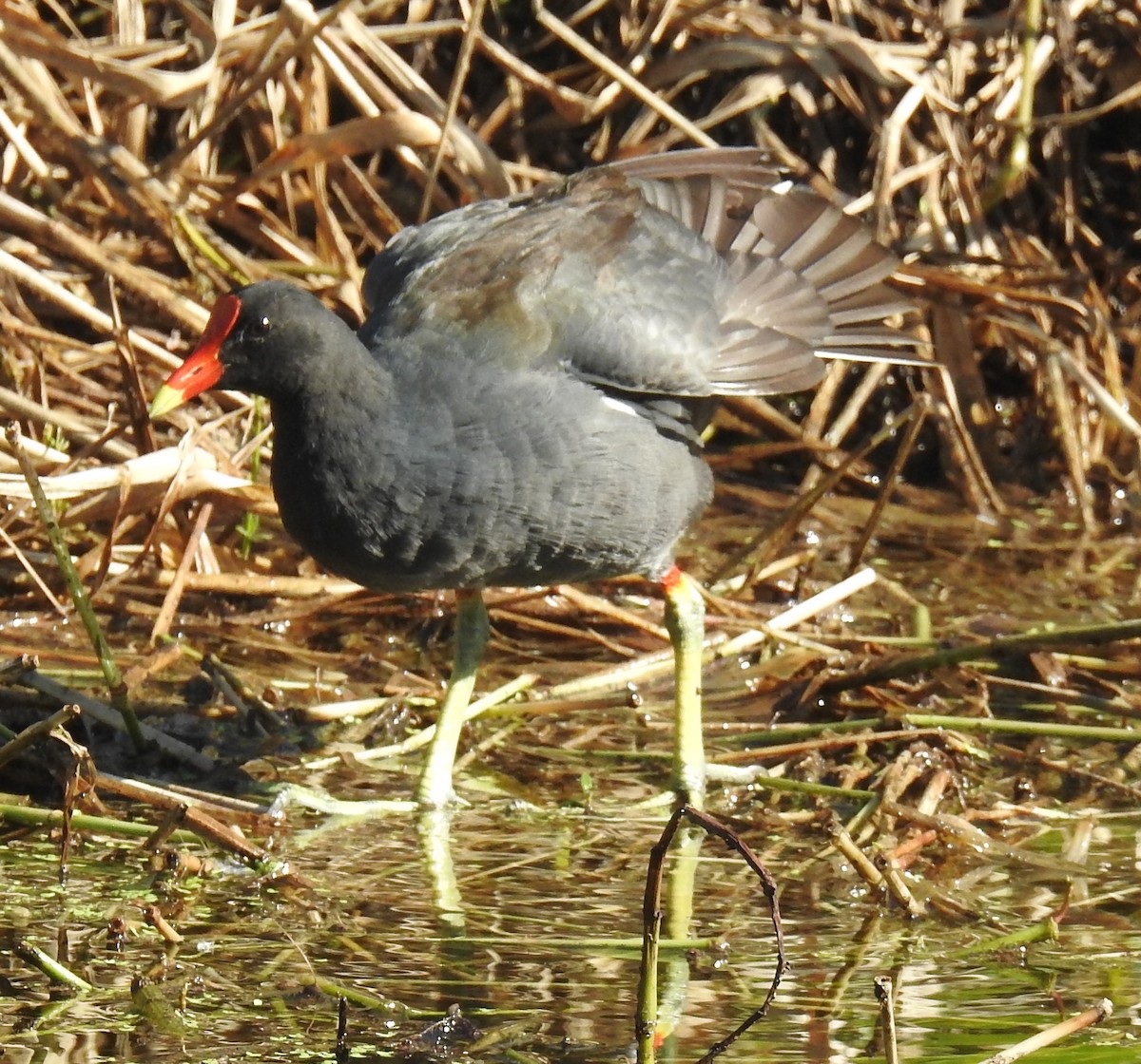 Common Gallinule - ML252665801