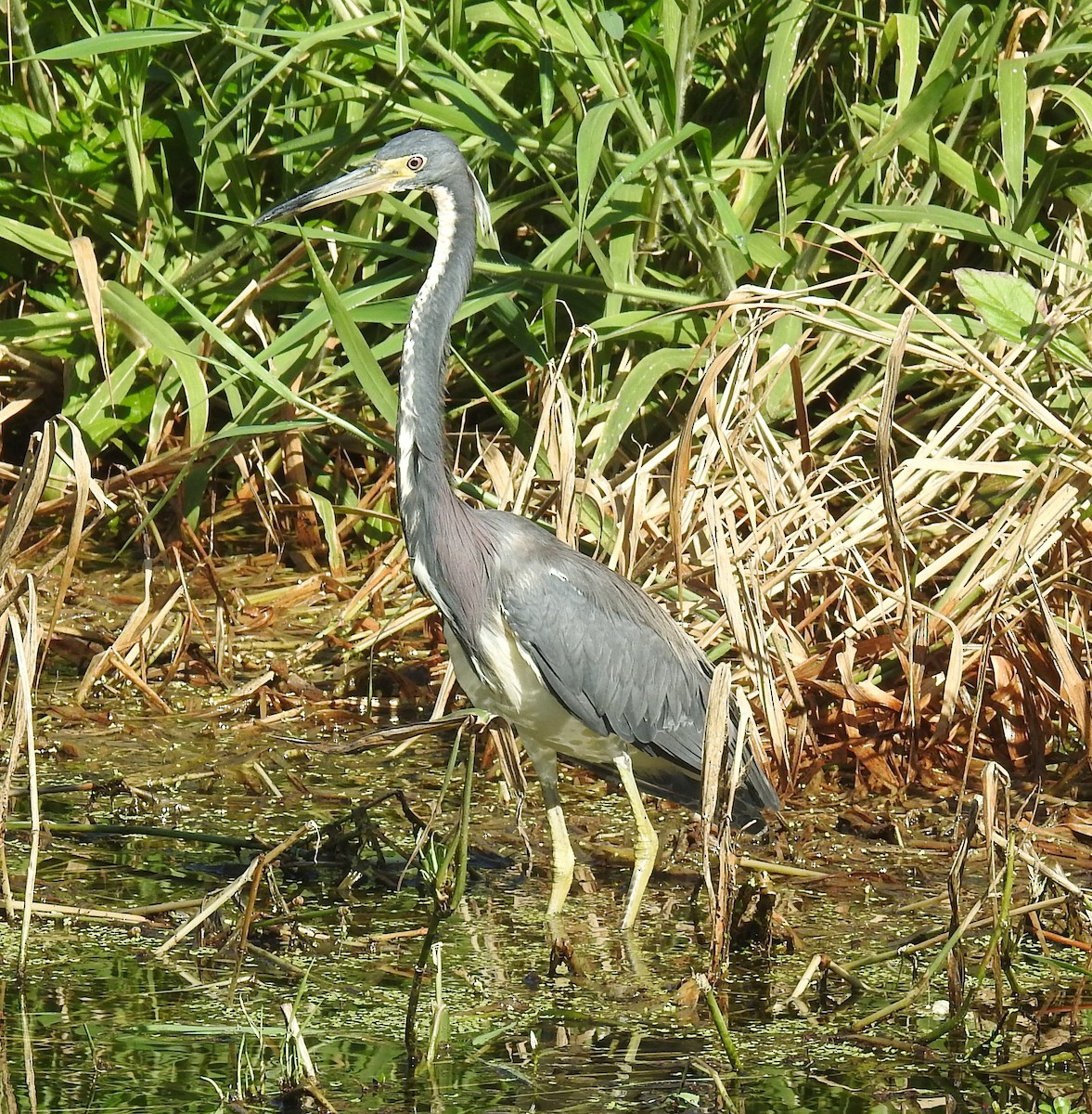 Tricolored Heron - ML252665861