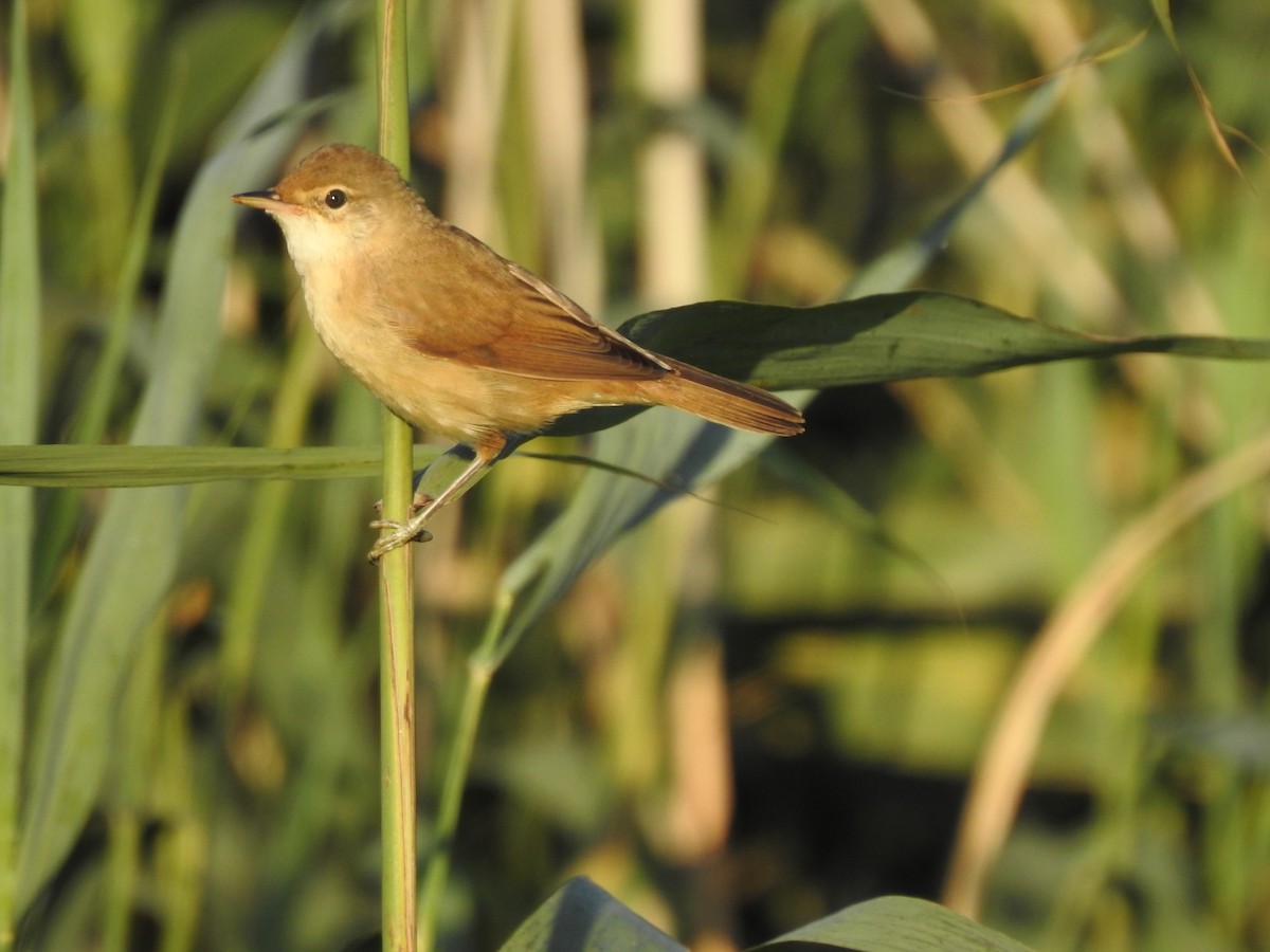 Common Reed Warbler - ML252667621