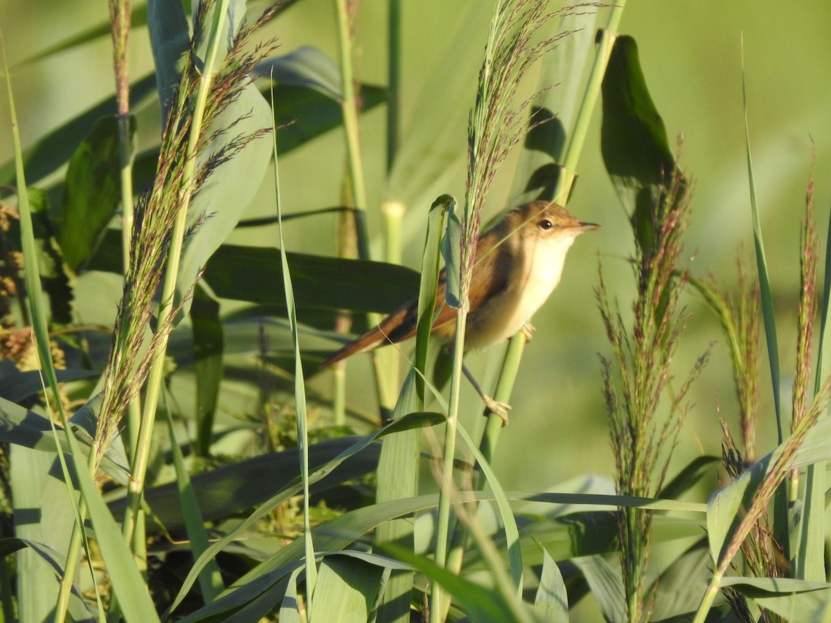 Common Reed Warbler - ML252667631
