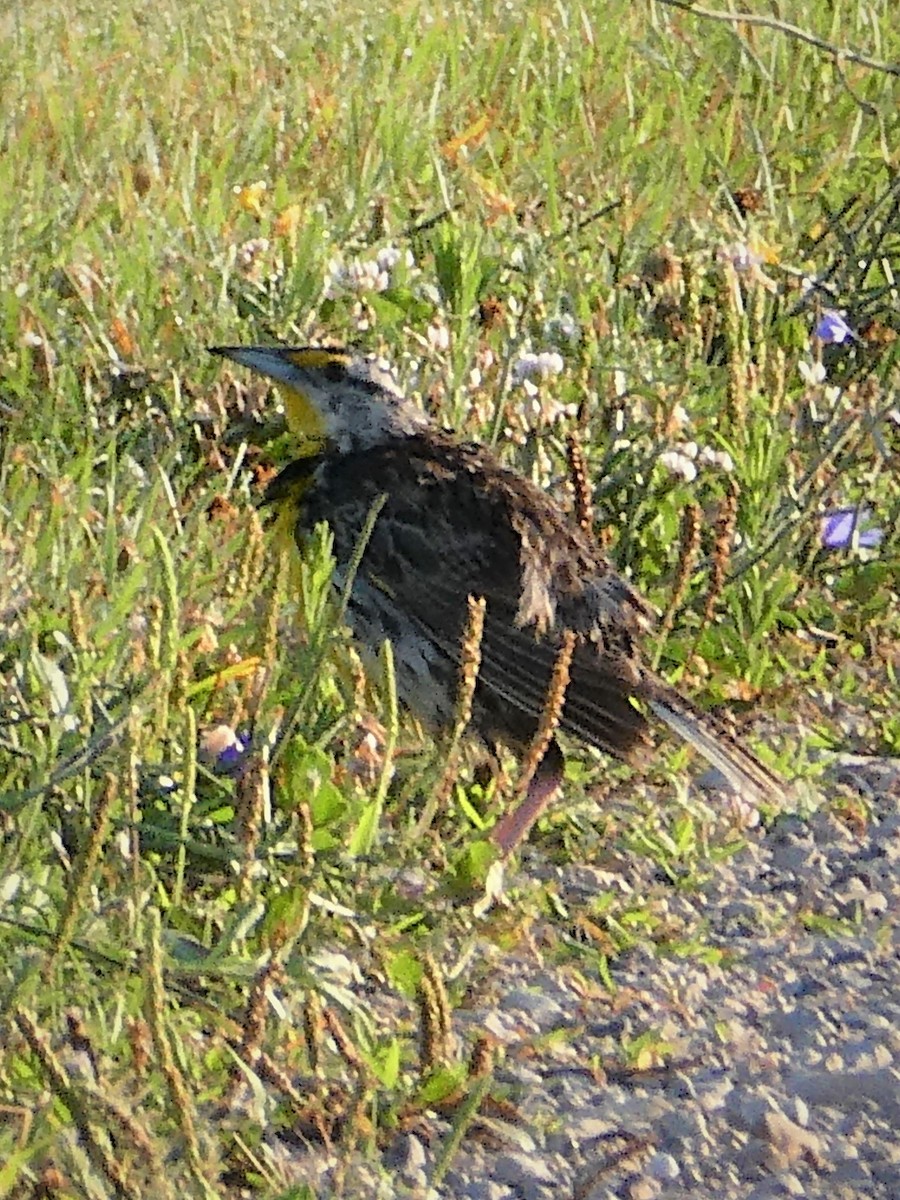 Eastern Meadowlark - K K