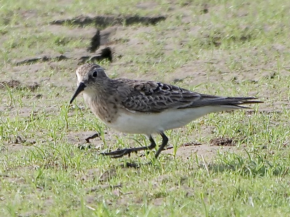 Baird's Sandpiper - Jeff Osborne