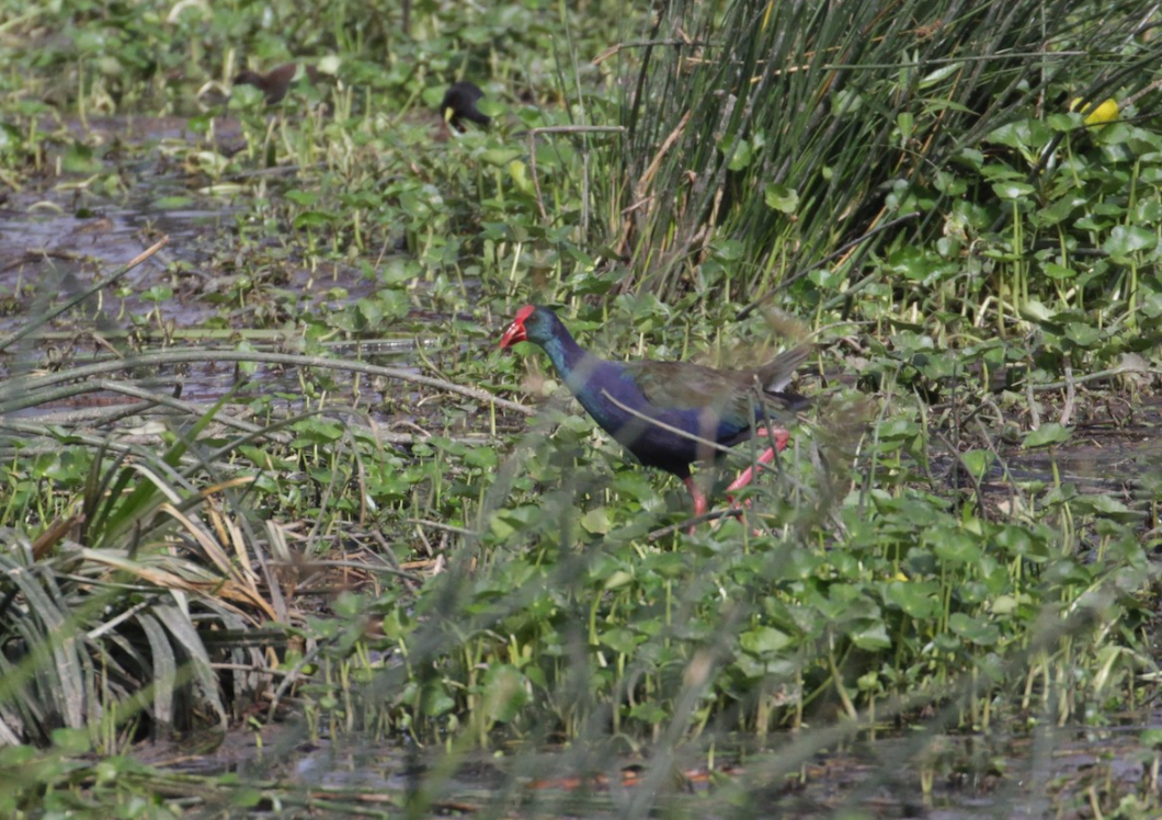 African Swamphen - ML252673591