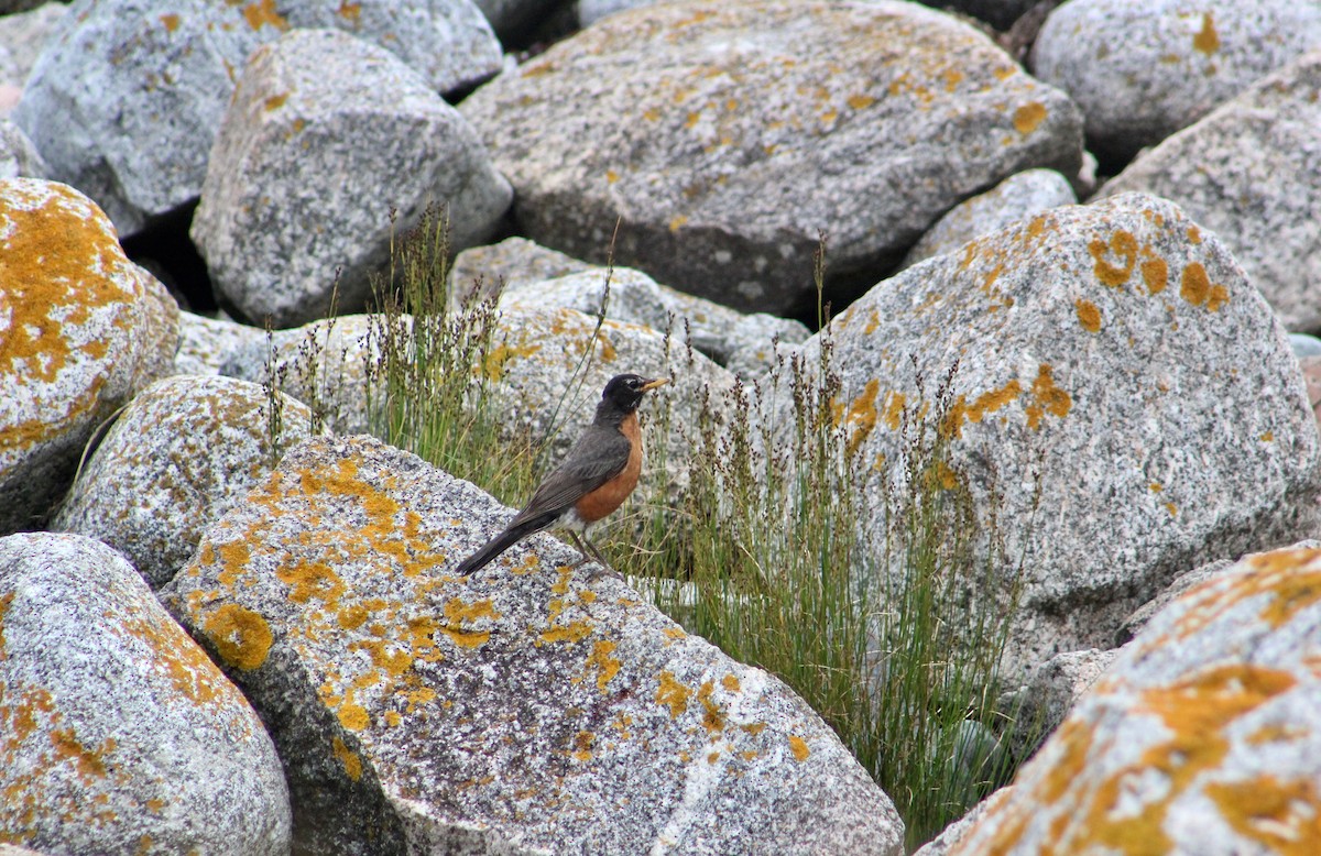 American Robin - ML252673931