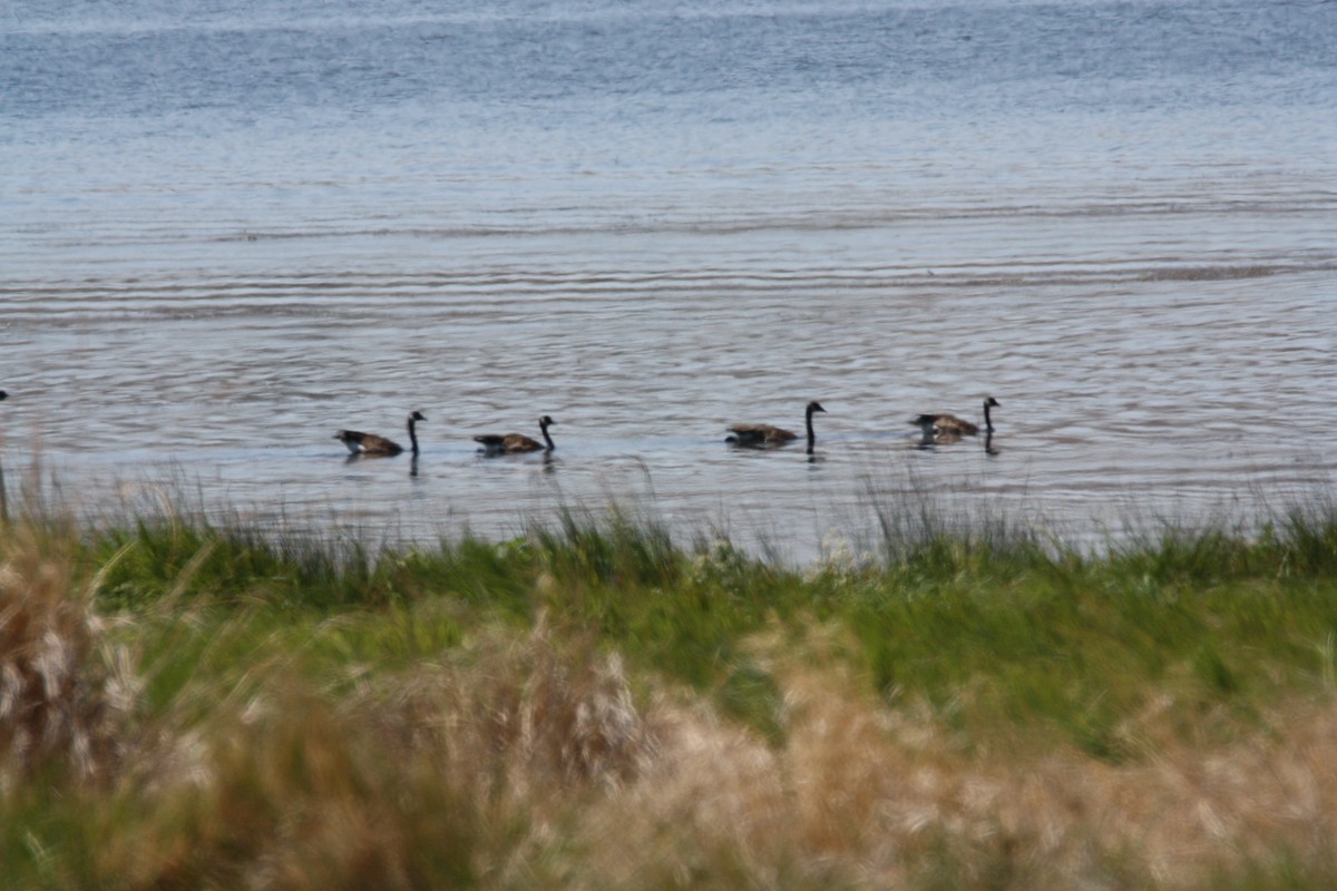 Canada Goose - ML252675321