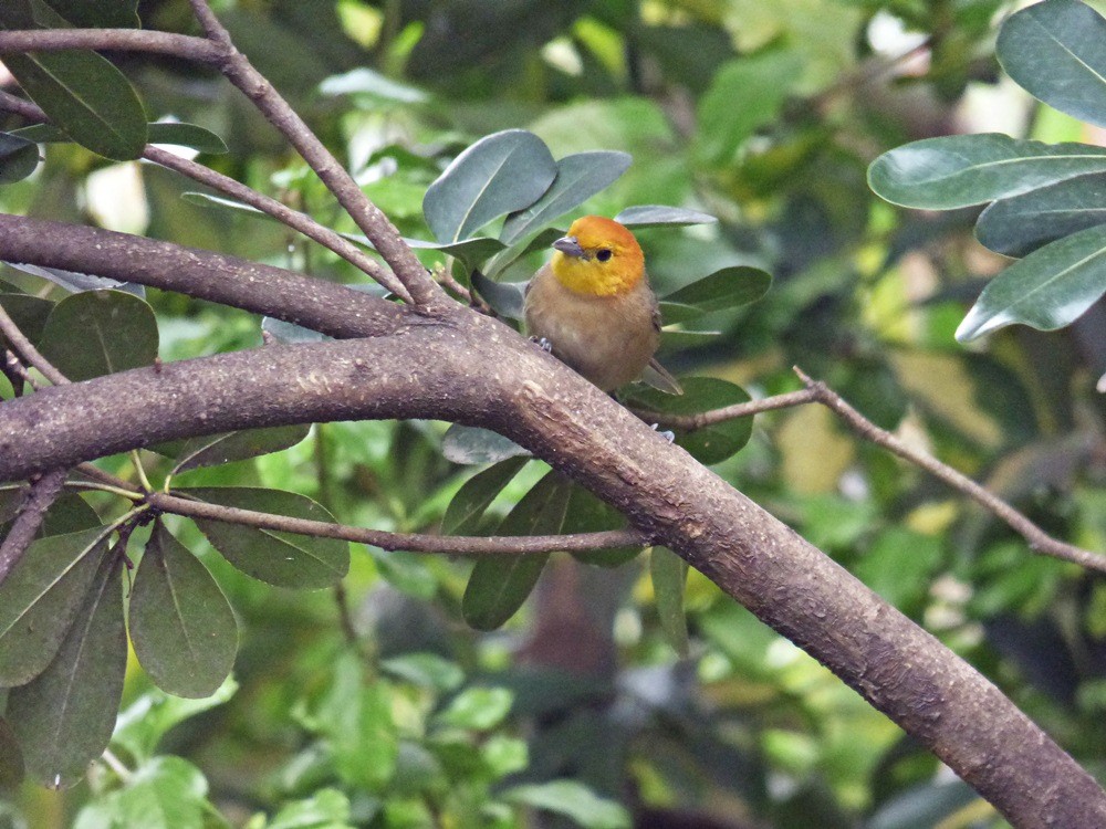 Orange-headed Tanager - ML252676311