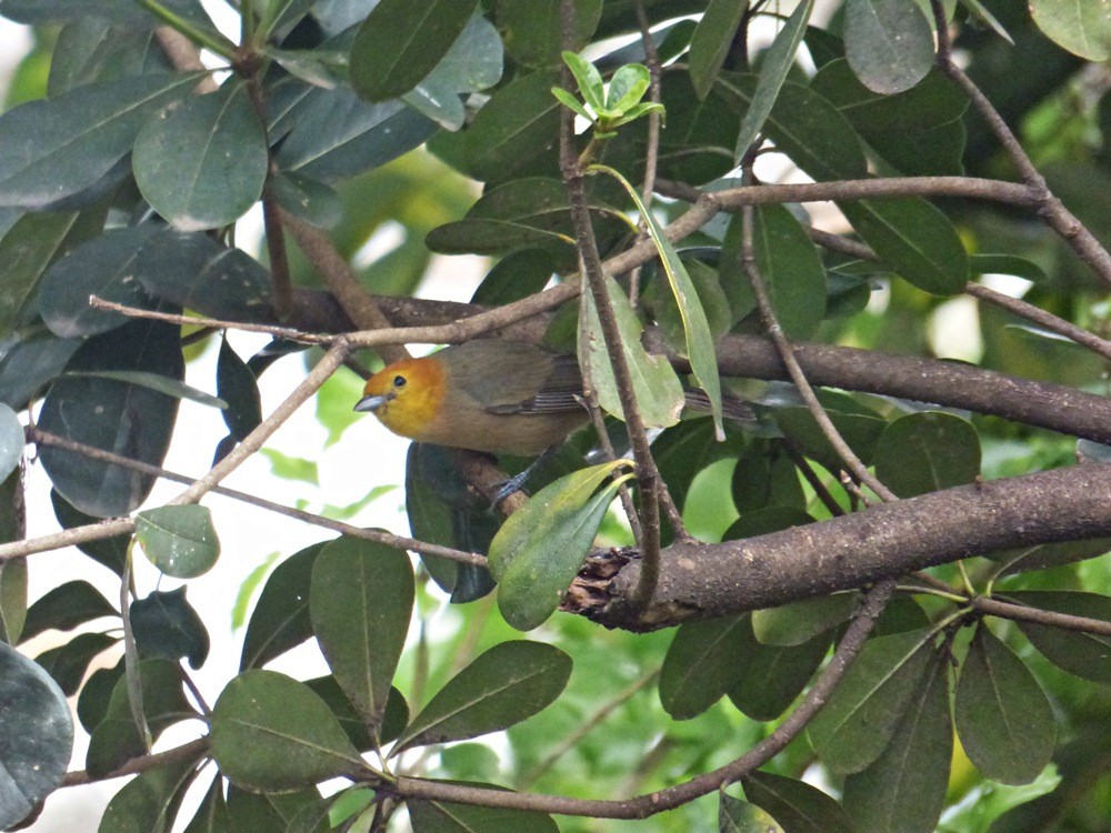 Orange-headed Tanager - ML252676321