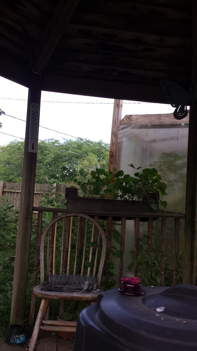 Ruby-throated Hummingbird - ML252676481