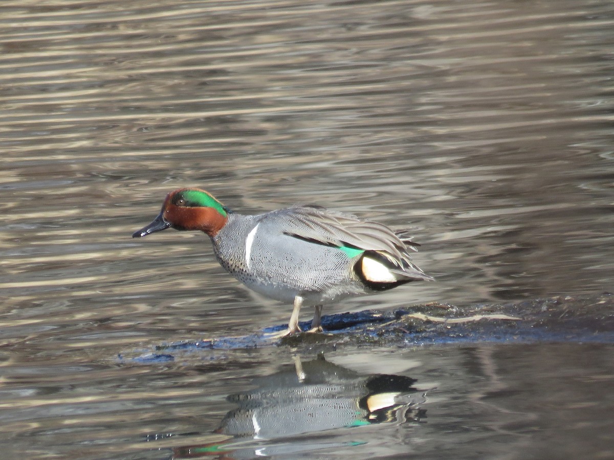 Green-winged Teal - JamEs ParRis