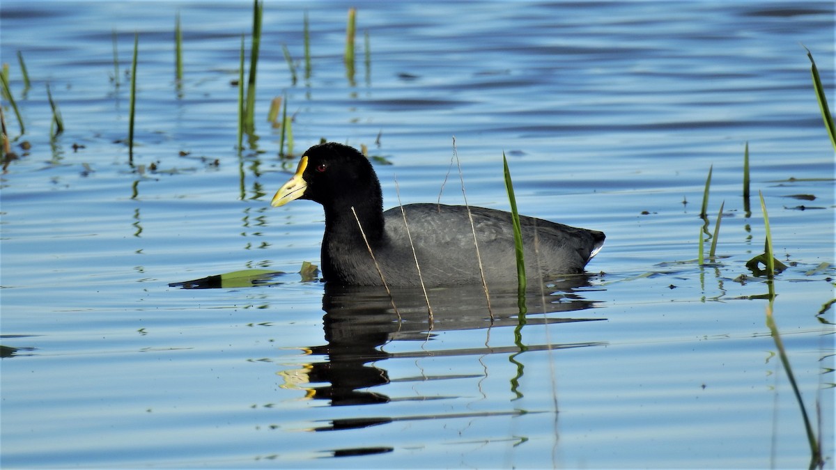 White-winged Coot - Pablo Alejandro Pla