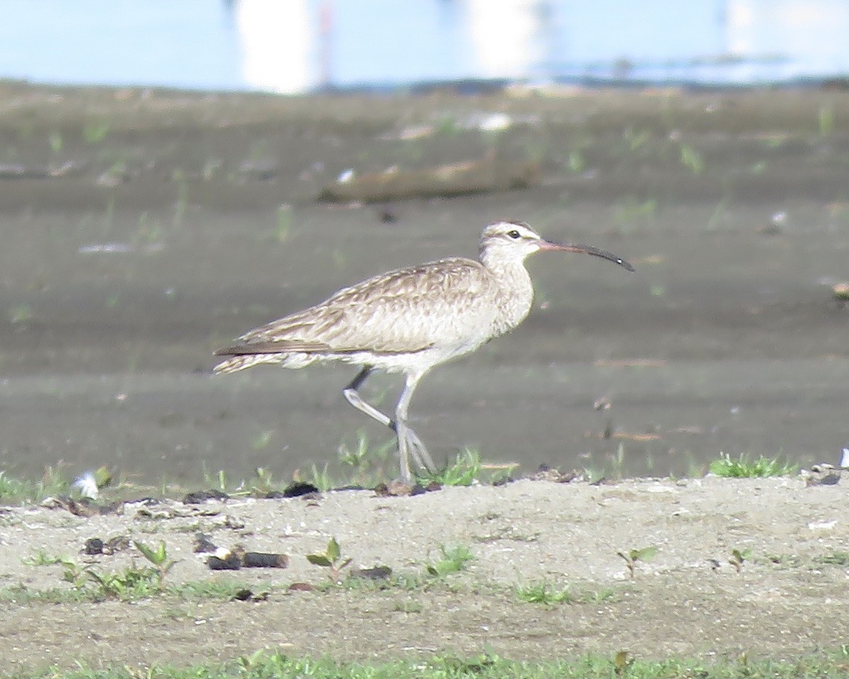 Whimbrel - Jim Mead