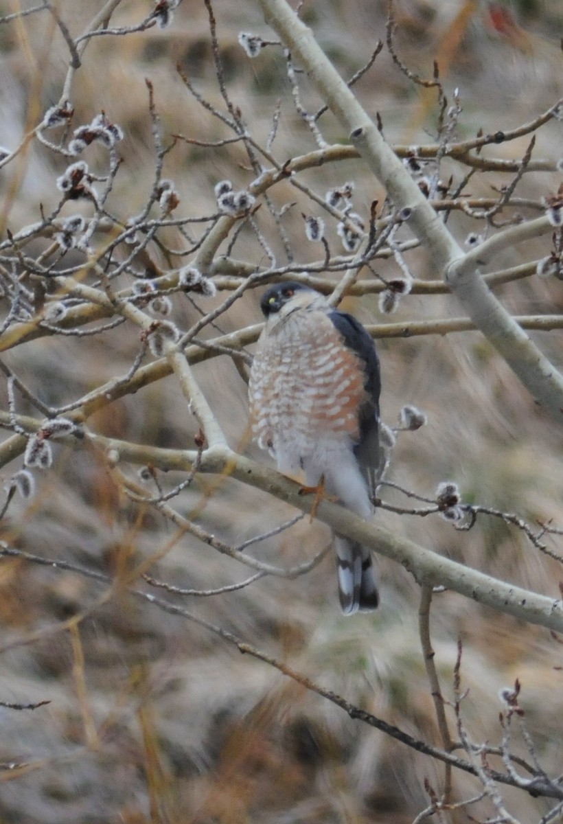 Sharp-shinned Hawk - ML252679541