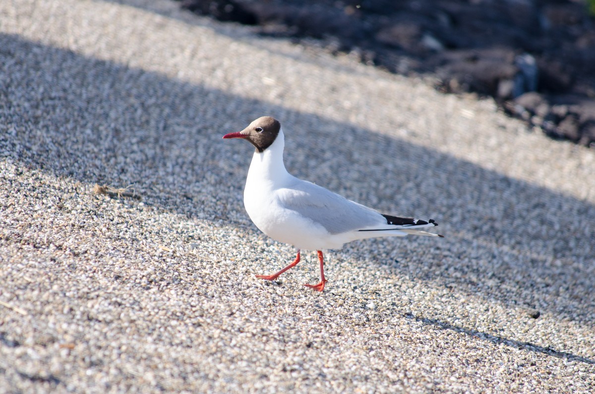 Black-headed Gull - Eelke Snoeren